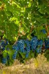 Cabernet Sauvignon Grapes Near Harvest
