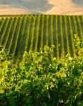 Vineyard At Mabton, Washington State