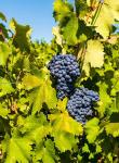 Syrah Grapes In Sunlight