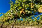 Riesling Grapes In A Columbia River Valley Vineyard