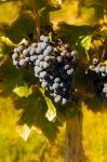 Grenache Grapes In A Columbia River Valley Vineyard