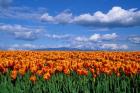 Orange Tulips In Skagit Valley, Washington State