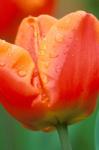 Tulip Detail, Skagit Co, Wa