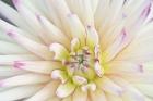 Dahlia Close-Up