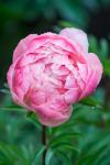 Close-Up Of A Pink Garden Peony