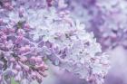 Lilac Close-Up