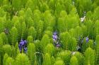 Horsetail, Wild Hyacinth, And Grays Harbor