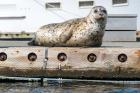 Harbor Seal  Out On A Dock
