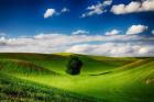 Rolling Wheat Field Landscape With A Lone Tree