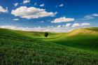 Rolling Wheat Fields With A Lone Tree