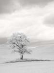 Infrared of Lone Tree in Wheat Field 1
