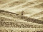 Infrared of Lone Tree in Wheat Field 2