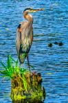 Great Blue Heron, Juanita Bay Park, Kirkland, Washington State