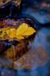 Leaves Floating On Water