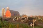 Holstein dairy cows outside a barn, Boyd, Wisconsin