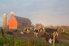 Holstein dairy cows outside a barn, Boyd, Wisconsin
