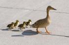 Mallard hen and ducklings in Madison, Wisconsin