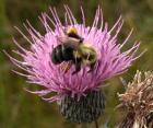 Thistle and bumble bee