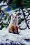 Red Fox on Snow Bank, Mt Rainier National Park, Washington
