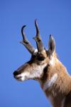 Wyoming, Yellowstone NP, Male Pronghorn Wildlife