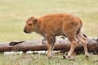 Baby Bison, Yellowstone National Park, Wyoming