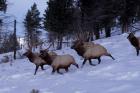 Elk or Wapiti, Yellowstone National Park, Wyoming