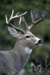 White-tailed Deer, Buck, Washington