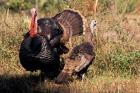 Wild Turkey Tom and Hen