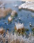 Frost Along White Creek, Wyoming