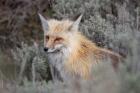 Red Fox Framed By Sage Brush In Lamar Valley, Wyoming