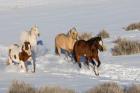 Herd Of Horses Running In Snow