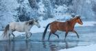 Horses Crossing Shell Creek In Winter, Wyoming