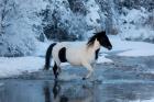 Horse Crossing Shell Creek In Winter