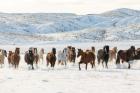 Herd Of Horses Running In Snow