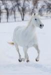 White Horse Running In The Snow