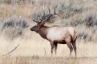 Portrait Of A Bull Elk With A Large Rack