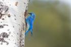 A Male Mountain Bluebird Perching At Its Nest Hole