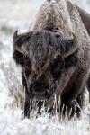 Portrait Of A Frost Covered American Bison