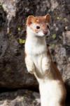 Portrait Of A Long-Tailed Weasel