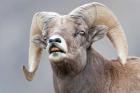 Bighorn Ram Lifts Its Lip In A Flehmen