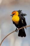 Yellow-Headed Blackbird Perched On A Reed