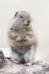 Richardson's Ground Squirrel