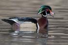 Wood Duck Drake In Breeding Plumage Floats On The River While Calling