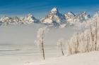 Rimed Cottonwoods And Tetons From The Antelope Flats Road