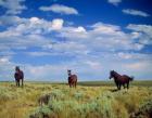 Wild Horses Near Farson, Wyoming