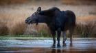 Moose Eating Watercress In A Pond