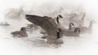 Artistic Shot Of Canadian Geese In The Mist