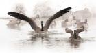 Canadian Geese Land In A Winter's Pond