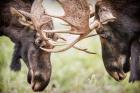 Close-Up Of Two Bull Moose Locking Horns