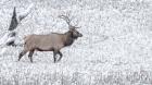 Bull Elk Walks In The Snow